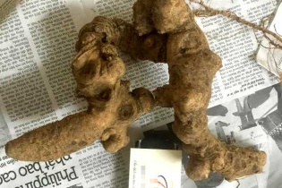 4 củ tam thất rừng lõi vàng cực hiếm: Giá 100 triệu đồng, đại gia thẳng tay xuống tiền