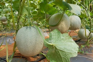 Bất động sản trang trại - xu hướng tương lai