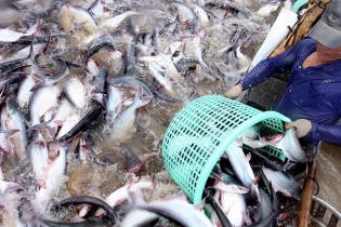 Việt Nam đang rất nỗ lực chống khai thác thủy sản bất hợp pháp - IUU