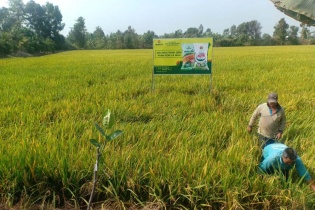 Phân bón Cà Mau tối ưu bộ sản phẩm NPK một hạt, tạo giá trị bền vững cho nông sản Việt
