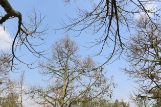 Tiền Giang: Sầu riêng thiệt hại nặng vì dịch bệnh, hạn mặn