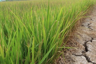 Tiền Giang: Nông dân trồng lúa điêu đứng vì hạn mặn