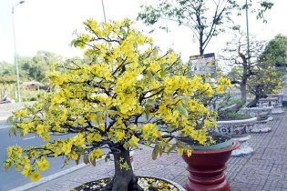 Hoa mai, hoa đào khoe sắc giữa lòng Sài Gòn