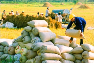 PAN Food JSC cung ứng gạo đóng gói cao cấp