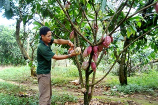 Dự án Sản xuất kinh doanh các sản phẩm từ cây ca cao Việt Nam