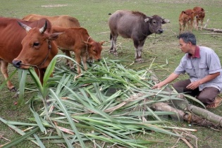 Lời giải cho các dự án xoá đói, giảm nghèo