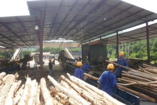 Cổ phần hóa để gọi vốn vào lâm nghiệp Quảng Ninh