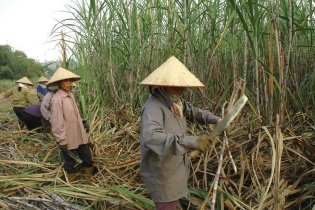 Ngành mía đường: Khó chồng thêm khó