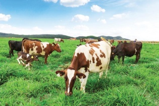 Vinamilk khánh thành trang trại bò sữa organic theo tiêu chuẩn châu Âu
