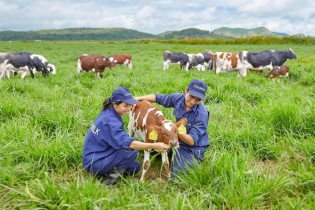 Vinamilk đạt chứng nhận trang trại bò sữa Organic đầu tiên tại Việt Nam