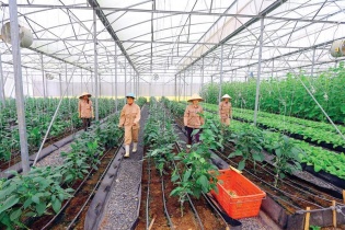 Ngân hàng chớp cơ hội đầu tư vào nông nghiệp công nghệ cao