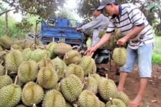 Trái cây hối hả nối chuyến sang Mỹ