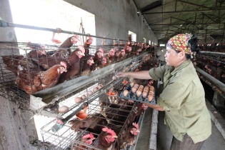 Lãi suất vẫn quá sức với nông nghiệp