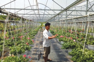 Nông nghiệp công nghệ cao mở ra cơ hội cho phía Tây Đà Nẵng