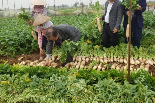 Lavifood bắt tay ILMI xây nhà máy chế biến rau quả