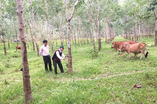 Nam Đông (Thừa Thiên Huế): Nhiều thương binh vượt khó làm giàu