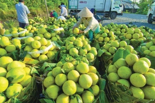 Châu Thành (Tiền Giang) phát huy lợi thế vùng nguyên liệu trái cây