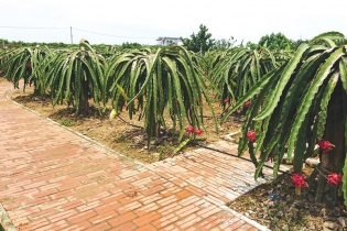 Diện mạo của một điển hình về nông thôn mới tại Quảng Ninh