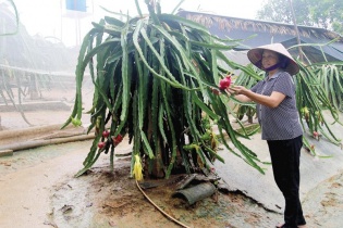 Thanh Ba dồn điền đổi thửa xây dựng nông thôn mới