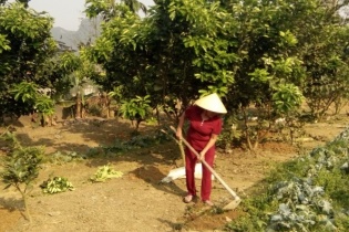 Hà Tĩnh nâng cao thu nhập nông dân từ mô hình vườn mẫu