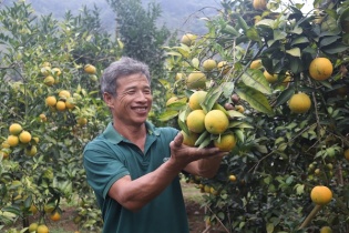 Phát triển thương hiệu cam Phù Yên