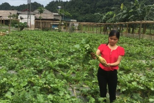Tân Lạc phát triển sản xuất rau an toàn