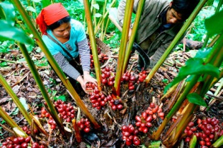 “Vàng đỏ” giúp đổi đời người dân Lai Châu