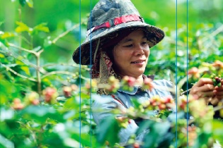 Arabica Mường Ảng - Hương vị cà phê đích thực