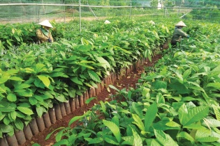 Dự án nông nghiệp hút vốn đầu tư