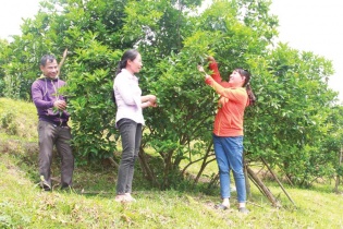 Nhiều giải pháp đảm bảo hiệu quả tín dụng chính sách