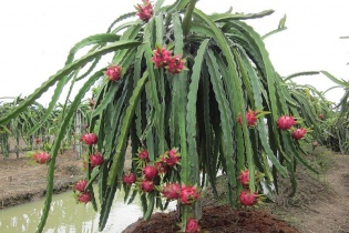 Thanh long ruột đỏ - trái ngọt từ mảnh đất sỏi đá Hòa Bình