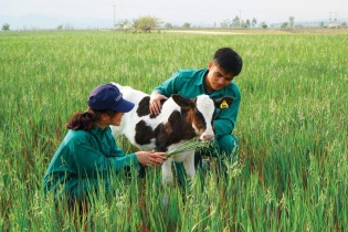 Sữa Việt đầu tư xây cứ điểm tại thị trường quốc tế