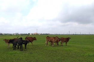 Những tội đồ tàn phá nền kinh tế - Kỳ III: Mòn mỏi đợi... phá sản