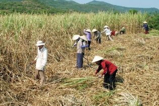 Đường nhập lậu “bức tử” doanh nghiệp mía đường