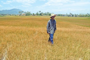 Quay quắt vùng hạn miền Trung