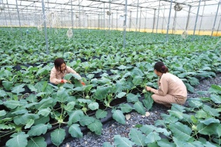 Cách mạng nông nghiệp và dấu ấn của doanh nhân tiên phong