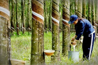 Công ty cổ phần Cao su Phước Hòa: Lợi nhuận tăng, nhưng xuất hiện sức ì