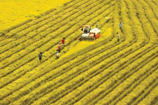 An Giang hội tụ tiềm năng phát triển nông nghiệp