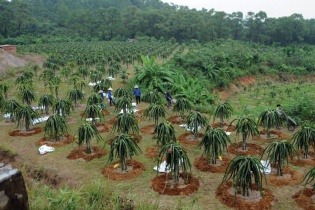 Xuất khẩu nông sản gặp khó vì dịch Corona