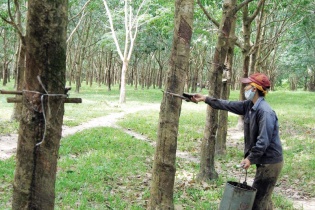 Tập đoàn Cao su với thách thức lợi nhuận 4.000 tỷ đồng