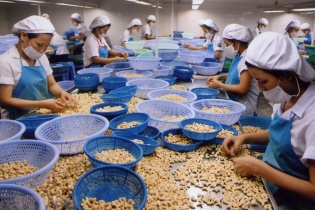 Covid-19 thổi bay 1 tỷ USD xuất khẩu của ngành điều