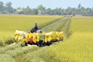 Quốc hội có thể làm gì với điều hành xuất khẩu gạo