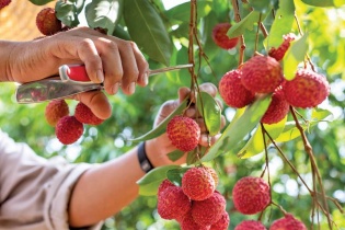 Đa dạng hóa thị trường cho vải thiều Bắc Giang