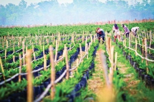 HAGL Agrico không ngại gia tăng vay nợ