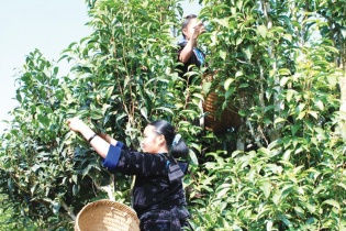 Chè shan tuyết Tủa Chùa vươn xa từ Chương trình OCOP