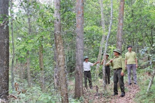 Lạng Sơn làm giàu bền vững từ tài nguyên xanh