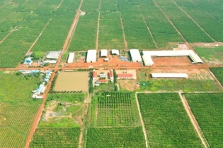 Nông nghiệp Quốc tế Hoàng Anh Gia Lai ngắt chuỗi 3 năm lỗ gộp