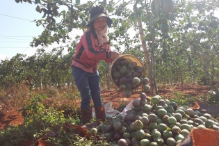 Gia Lai sẽ có nhà máy chế biến rau quả 297 tỷ đồng 