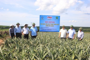 Quảng Trị đề nghị doanh nghiệp hỗ trợ phát triển vùng nguyên liệu trồng dứa