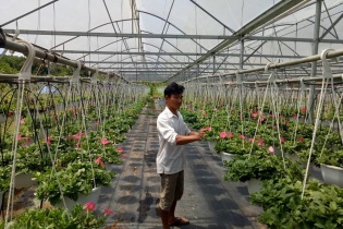 Đà Nẵng: Quy hoạch vùng sản xuất các sản phẩm nông nghiệp ứng dụng công nghệ cao